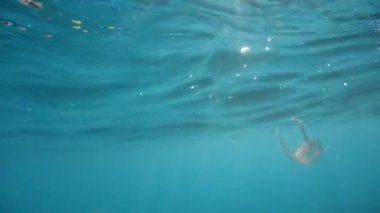 Pelagia noctiluca denizanası suyun altında yüzüyor.