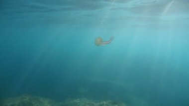 Pelagia noctiluca denizanası suyun altında yüzüyor.