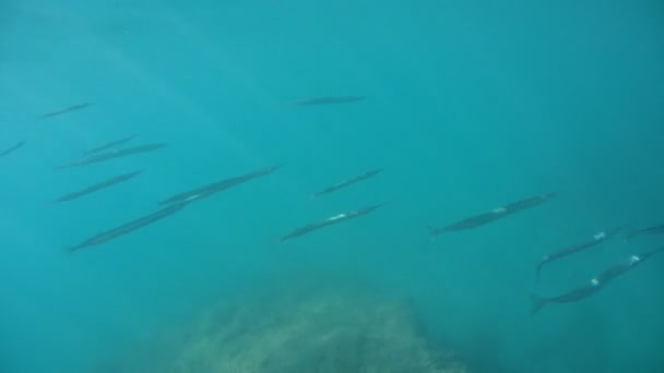 Peces Mediterráneos Nadando Bajo Agua Peces — Vídeos de Stock