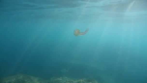 Medusa Pelagia Noctiluca Galleggiante Sott Acqua — Video Stock