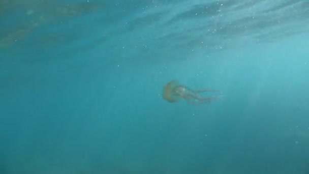 Pelagia Noctiluca Medusas Flotantes Bajo Agua — Vídeo de stock