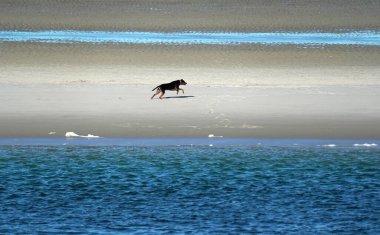 Köpek, Cape Morina Atlantik Okyanusu 'nda deniz kıyısında koşuyor.