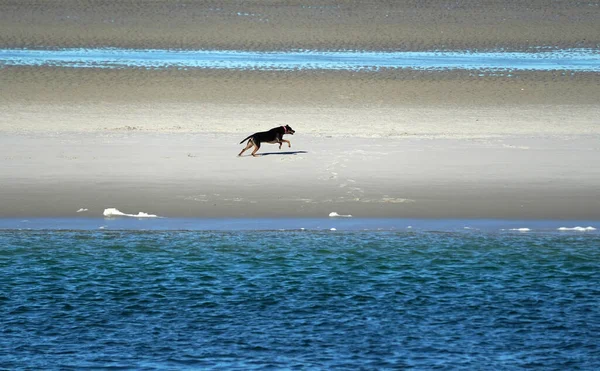 Hond Loopt Zee Kust Kaap Kabeljauw Atlantische Oceaan — Stockfoto