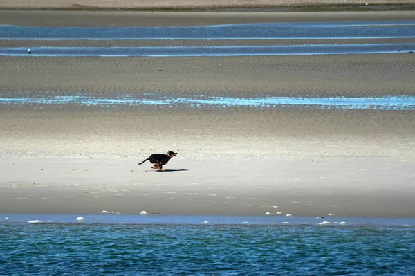 Hond Loopt Zee Kust Kaap Kabeljauw Atlantische Oceaan — Stockfoto