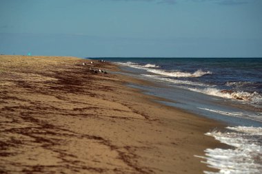 Kızıl alg yosun, Atlantik okyanusu, Nantucket plajı.