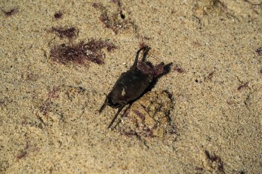Nantucket adasının okyanus kıyısındaki iğneli köpekbalığı yumurtası