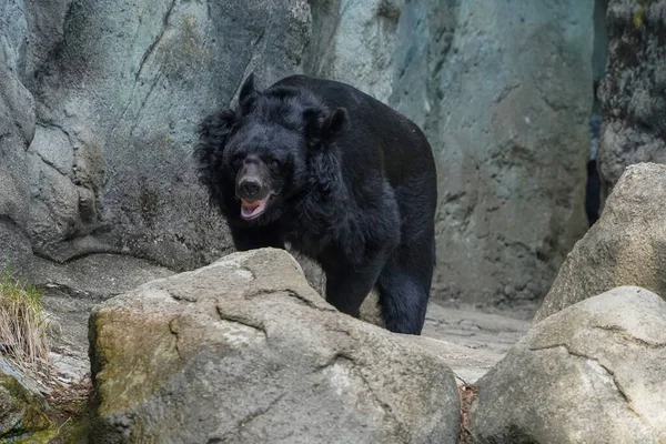 Urso Lua Ursus Thibetanus Hymalaia Ásia Retrato Animal Olhando Para — Fotografia de Stock