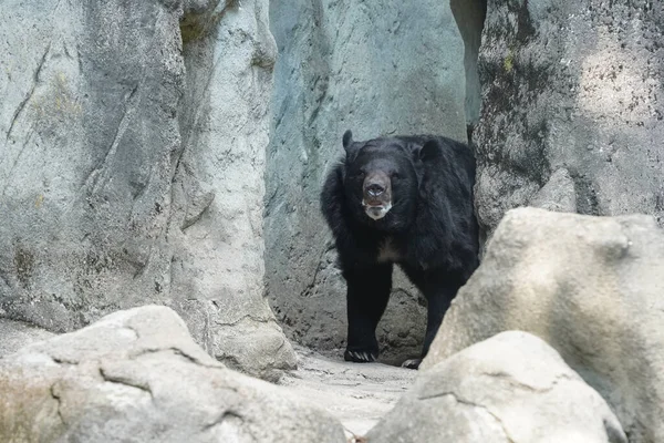 Maan Beer Ursus Thibetanus Hymalaia Azië Dier Portret Kijken Naar — Stockfoto