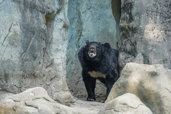 Oso Lunar Ursus Thibetanus Hymalaia Asia Animal Retrato Mirándote —  Fotos de Stock