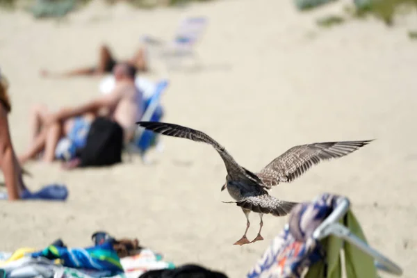 Seagull Nantucket Island Sandy Beach Atlantic Ocean — Stock Photo, Image