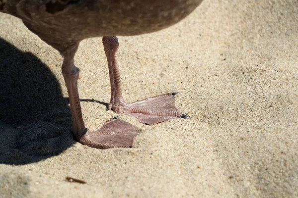 Detail Paws Seagull Nantucket Island Sandy Beach Atlantic Ocean — Stock Photo, Image