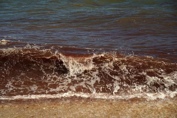 Alga Roja Algas Atlántico Océano Nantucket Playa — Foto de Stock