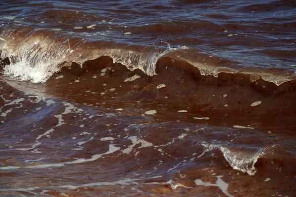 赤い藻場大西洋のナンタケットビーチ — ストック写真