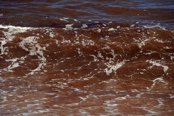 红藻海草大西洋纳米球滩 — 图库照片