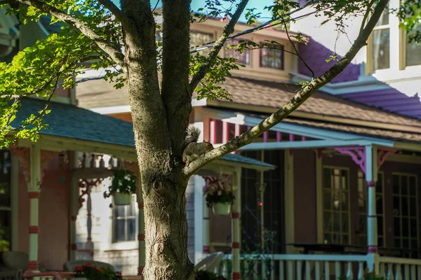 Old Martha Vineyard Gingerbread Houses Historical District — Stock Photo, Image