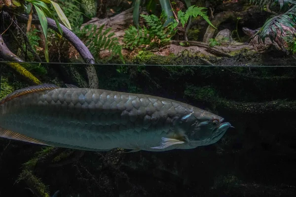 Een Zilveren Arawana Vis Zuid Amerika Amazzonia Onderwater — Stockfoto