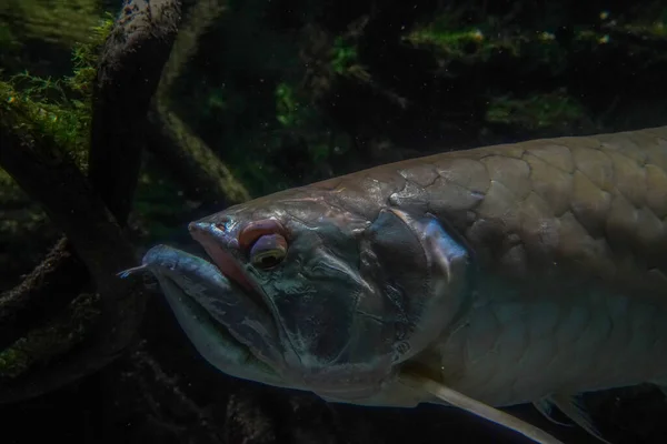 Ein Silberner Arawana Fisch Südamerika Amazonas Unterwasser — Stockfoto
