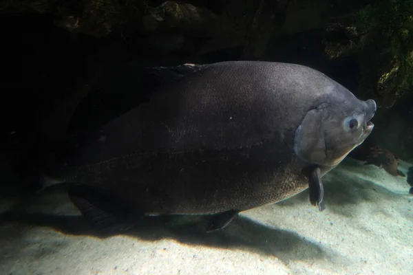 Pirapitinga Fisch Unter Wasser Nahaufnahme Porträt — Stockfoto