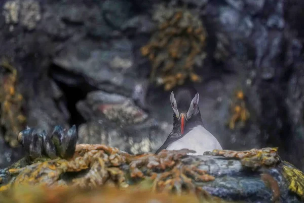 大西洋のふぐ鳥が岩の上に巣を作っている — ストック写真