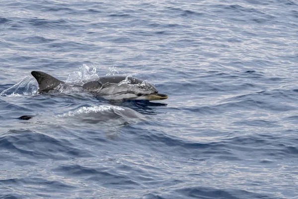 Stenella Ceruleoalba Dei Delfini Striati Che Saltano Fuori Dal Mare — Foto Stock