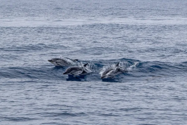 Полосатые Дельфины Стенелла Ceruleoalba Прыгать Пределами Синего Моря — стоковое фото