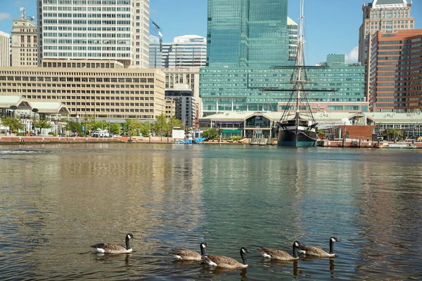 Kanadische Gans Schwimmt Baltimore Maryland Inneren Hafenblick — Stockfoto