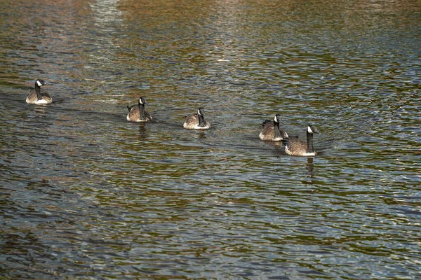 Canadian Goose Swimming Baltimore Maryland Inner Harbor View — Stock Photo, Image