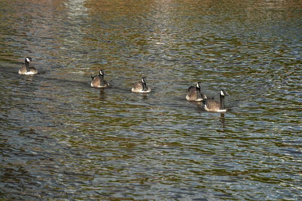 Canadese Gans Zwemmen Baltimore Maryland Binnenhaven Uitzicht — Stockfoto