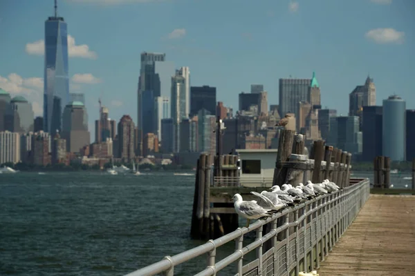 Seagull New York City Manhattan View Cityscape Hudson River Liberty — Stock Photo, Image