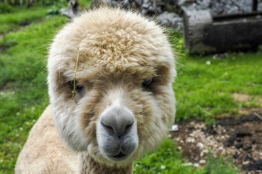 Alpaca, sana bakan sevimli pofuduk portreyi kapat.