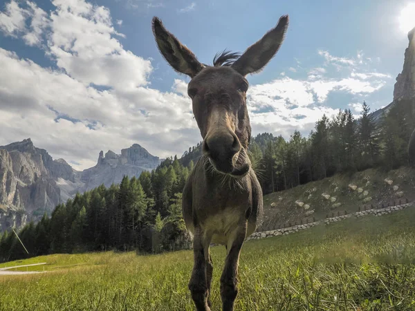 Legrační Zblízka Osel Portrét Při Pohledu Vás Dolomitských Horách — Stock fotografie