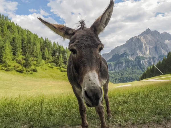 Śmieszne Zbliżenie Osioł Portret Patrząc Ciebie Dolomitach Góry — Zdjęcie stockowe