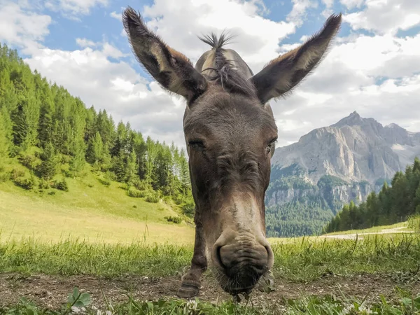 Engraçado Close Burro Retrato Olhando Para Você Montanhas Dolomitas — Fotografia de Stock