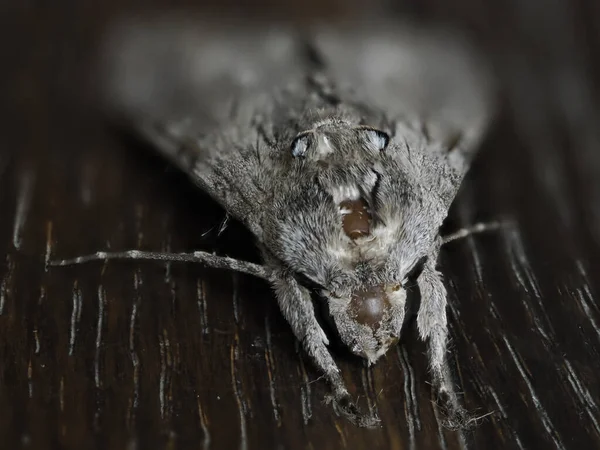 Grey Moth Insect Close Macro Wooden Floor — Stock Photo, Image