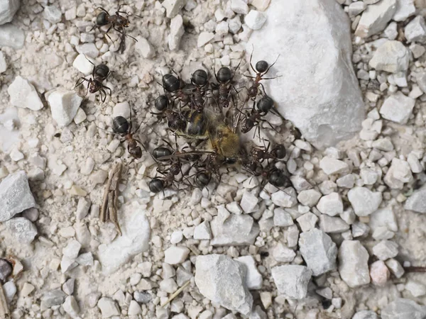 Semut Sambil Makan Serangga Lebah — Stok Foto