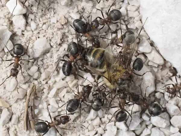 Ants While Eating Bee Insect — Stock Photo, Image