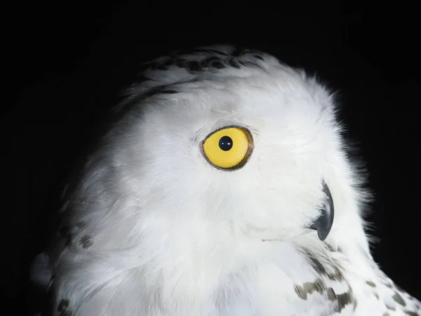 Snö Uggla Portait Isolerad Svart Loking Dig — Stockfoto