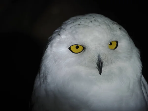 Snow Owl Portait Isolated Black Loking You — Stock Photo, Image