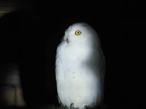 Neve Gufo Portait Isolato Nero Loking Voi — Foto Stock