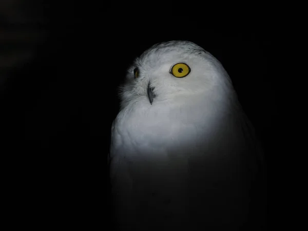 Snow Owl Portait Isolated Black Loking You — Stock Photo, Image