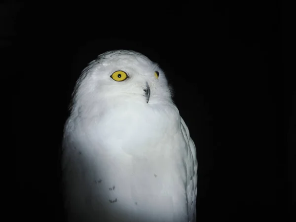 Neve Gufo Portait Isolato Nero Loking Voi — Foto Stock