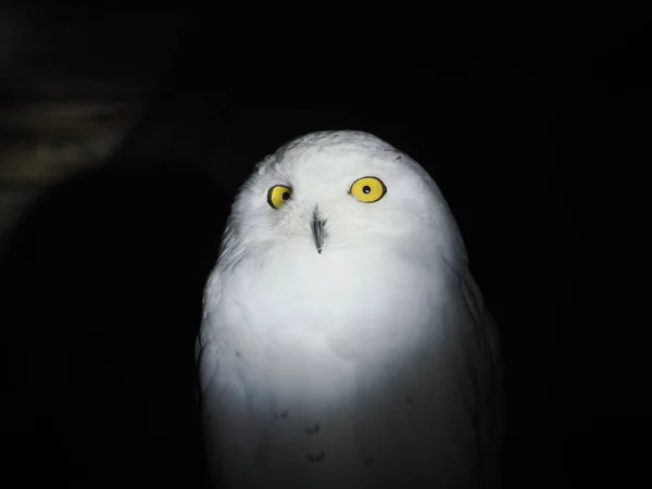 Snow Owl Portail Isolé Sur Noir Loking Vous — Photo