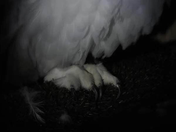 黒で隔絶された雪フクロウの爪の詳細 — ストック写真