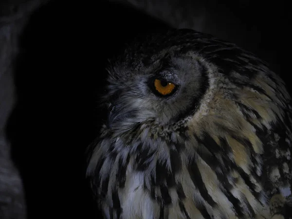 Uil Portait Geïsoleerd Zwart Loking — Stockfoto