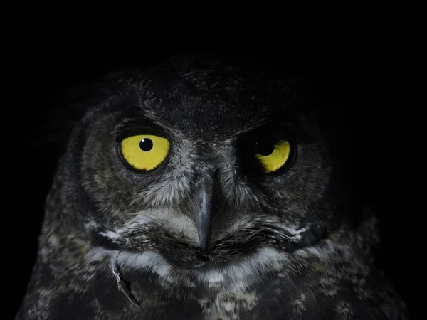 Bubo Virginianus Owl Portait Aislado Negro Loking Usted — Foto de Stock