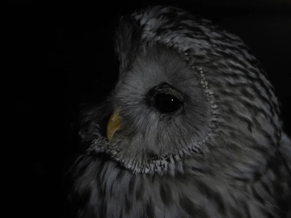 Strix Uralensis Owl Portait Isolated Black Loking You — Stock Photo, Image