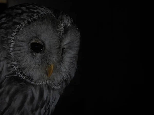 Strix Uralensis Owl Portait Isolated Black Loking You — Stock Photo, Image