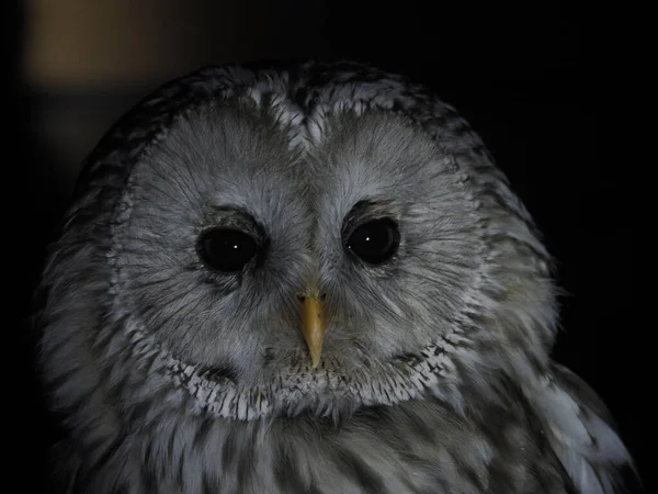 Strix Uralensis Ugle Porta Isolert Svart Loking Deg – stockfoto