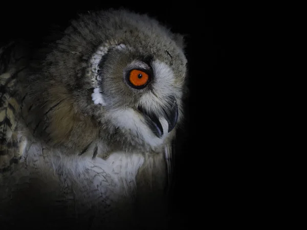 Owl Portait Isolated Black Loking You — Stock Photo, Image