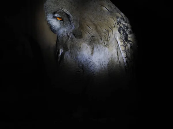 Uil Portait Geïsoleerd Zwart Loking — Stockfoto